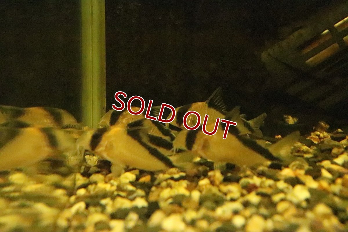 画像2: 【淡水魚】コリドラス デビットサンジィ サンタイザベル産 ワイルド【1匹 サンプル画像】(±5ｃｍ)(コリドラス)（生体）（熱帯魚）NKCR (2)