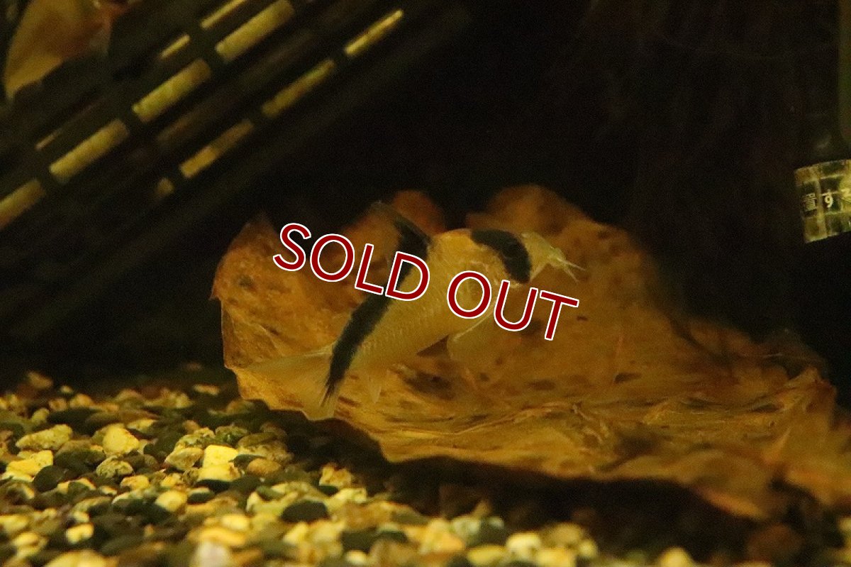 画像3: 【淡水魚】コリドラス デビットサンジィ サンタイザベル産 ワイルド【1匹 サンプル画像】(±5ｃｍ)(コリドラス)（生体）（熱帯魚）NKCR (3)