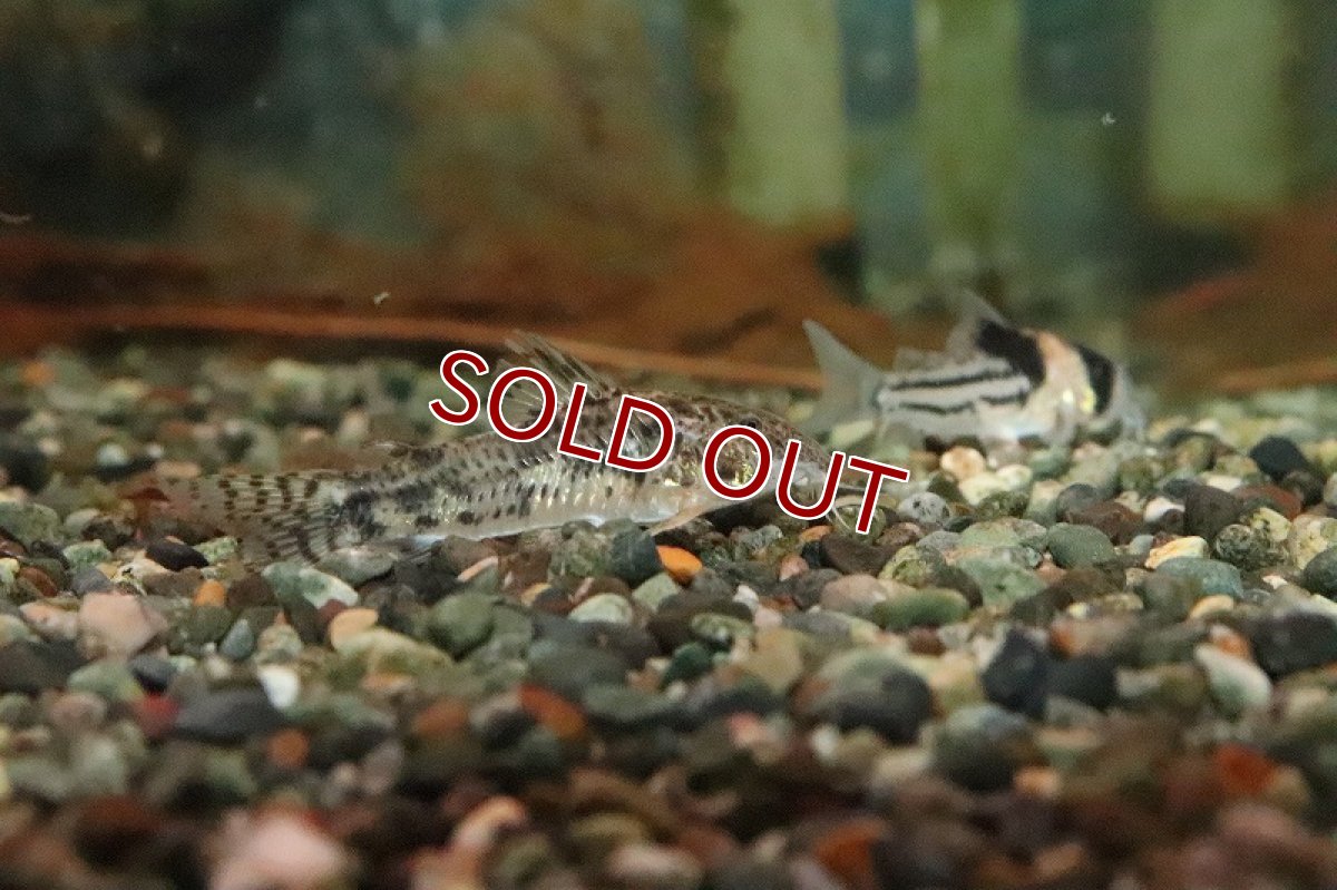 画像2: 【淡水魚】アピスドラス sp リオアラグアイア ワイルド【1匹 サンプル画像】(±4-5ｃｍ)(コリドラス)（生体）（熱帯魚）NKCR (2)