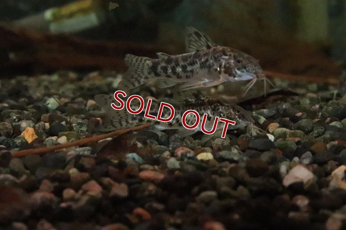 画像3: 【淡水魚】アピスドラス sp リオアラグアイア ワイルド【1匹 サンプル画像】(±4-5ｃｍ)(コリドラス)（生体）（熱帯魚）NKCR (3)