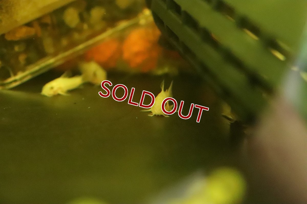 画像2: 【淡水魚】大特価 コリドラス ゴールデンパンダ【１匹 サンプル画像】(±2-3cm)(コリドラス)(生体)(熱帯魚)NKCR (2)