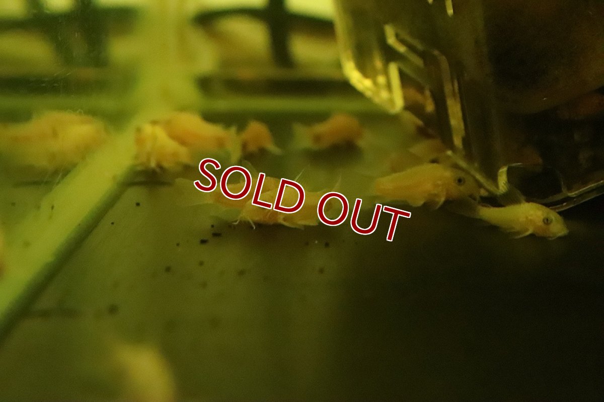 画像4: 【淡水魚】大特価 コリドラス ゴールデンパンダ【１匹 サンプル画像】(±2-3cm)(コリドラス)(生体)(熱帯魚)NKCR (4)