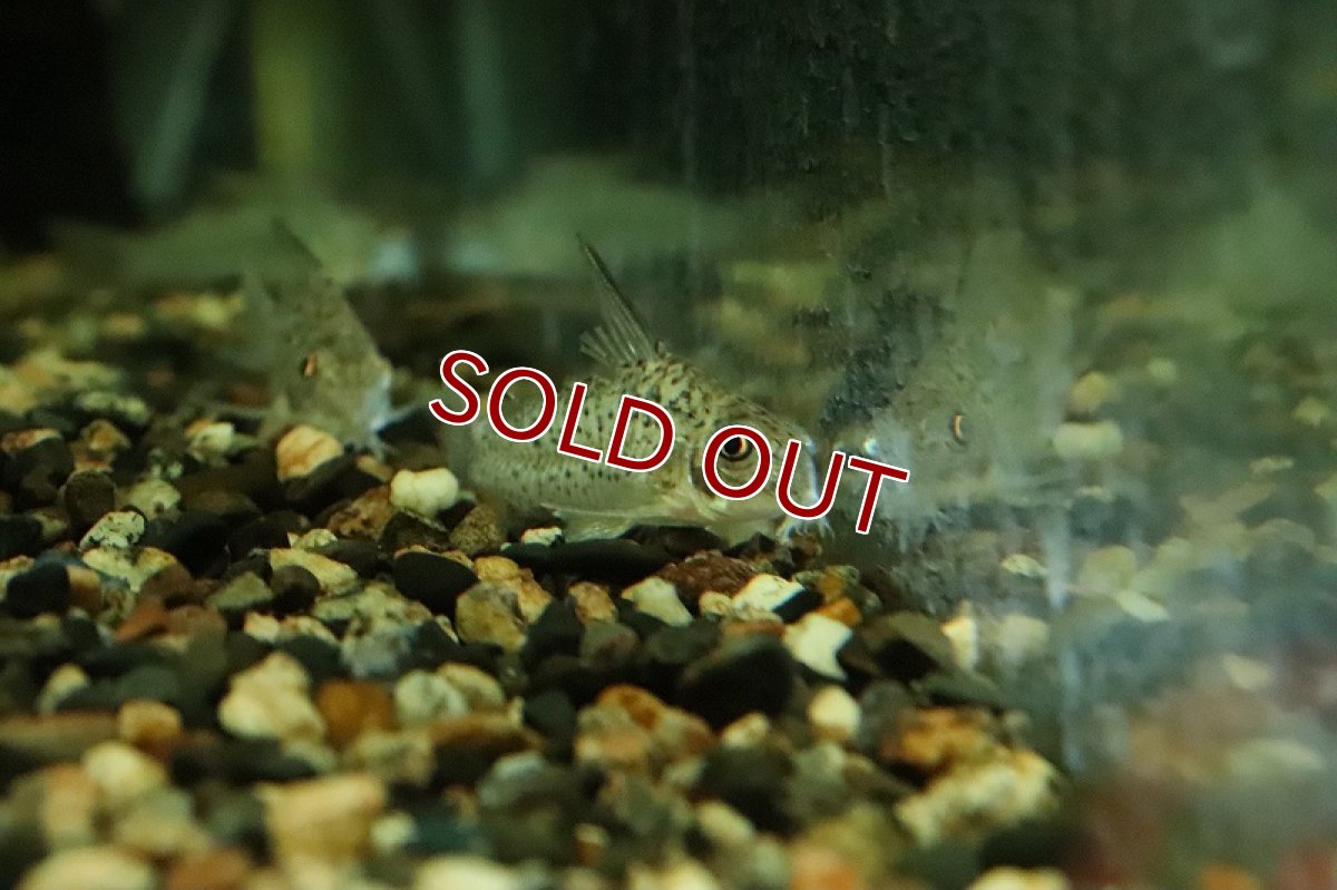 画像2: 【淡水魚】大特価 レア種 コリドラス sp オガワエ【１匹 サンプル画像】(±5cm)(コリドラス)(生体)(熱帯魚)NKCR (2)