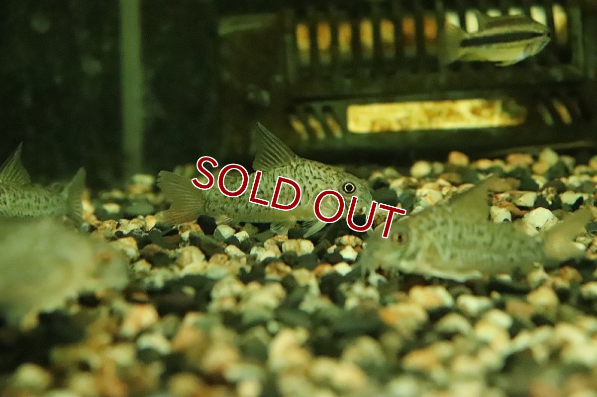 画像3: 【淡水魚】大特価 レア種 コリドラス sp オガワエ【１匹 サンプル画像】(±5cm)(コリドラス)(生体)(熱帯魚)NKCR (3)