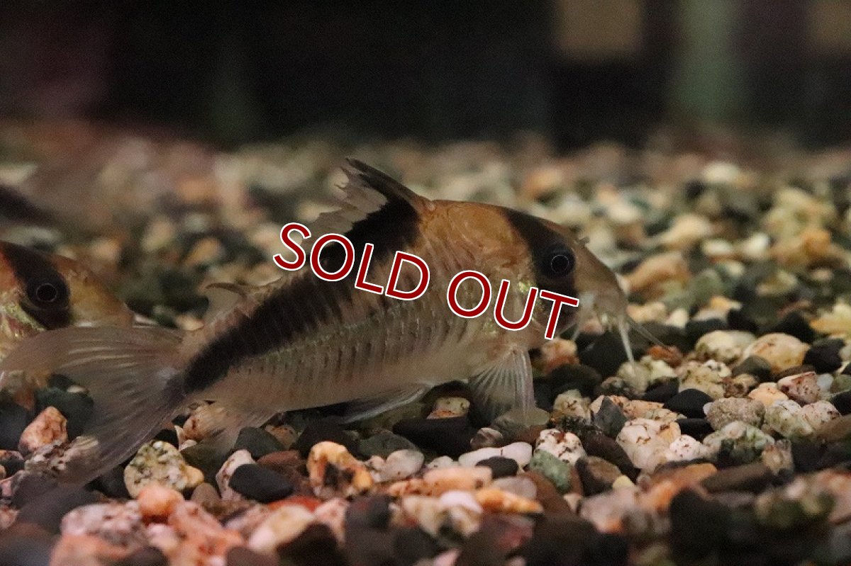 画像2: 【淡水魚】コリドラス デビットサンジィ？ ワイルド【１匹 サンプル画像】(コリドラス)(生体)(熱帯魚)NKCR (2)