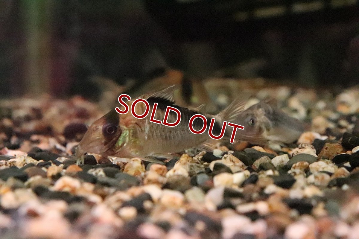 画像3: 【淡水魚】コリドラス デビットサンジィ？ ワイルド【１匹 サンプル画像】(コリドラス)(生体)(熱帯魚)NKCR (3)