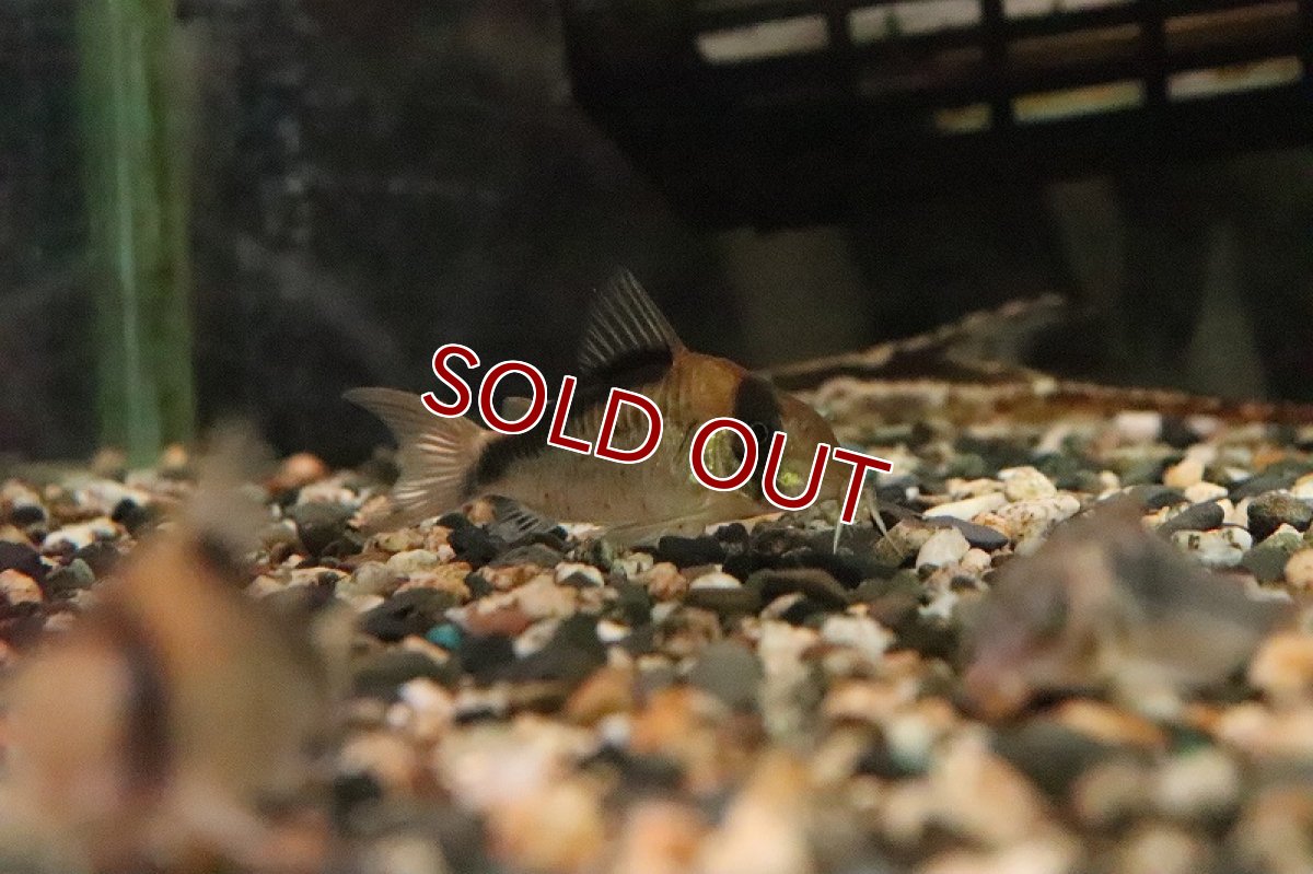 画像4: 【淡水魚】コリドラス デビットサンジィ？ ワイルド【１匹 サンプル画像】(コリドラス)(生体)(熱帯魚)NKCR (4)