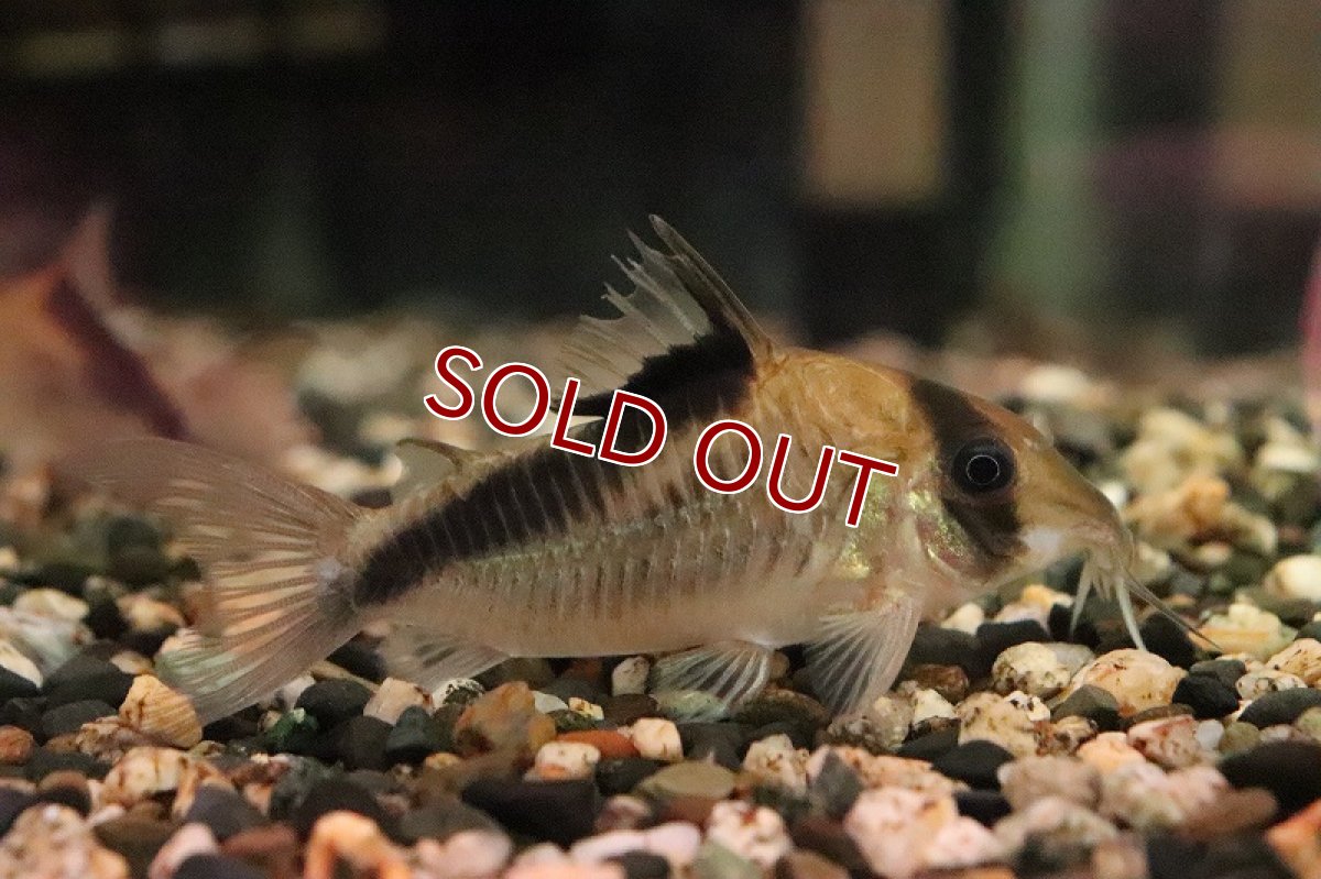 画像5: 【淡水魚】コリドラス デビットサンジィ？ ワイルド【１匹 サンプル画像】(コリドラス)(生体)(熱帯魚)NKCR (5)