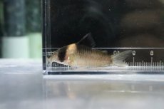 画像1: 【淡水魚】【通販】激安 コリドラス バーゲシー【１匹 サンプル画像】(±4cm)(コリドラス)(生体)(熱帯魚)NKCR (1)