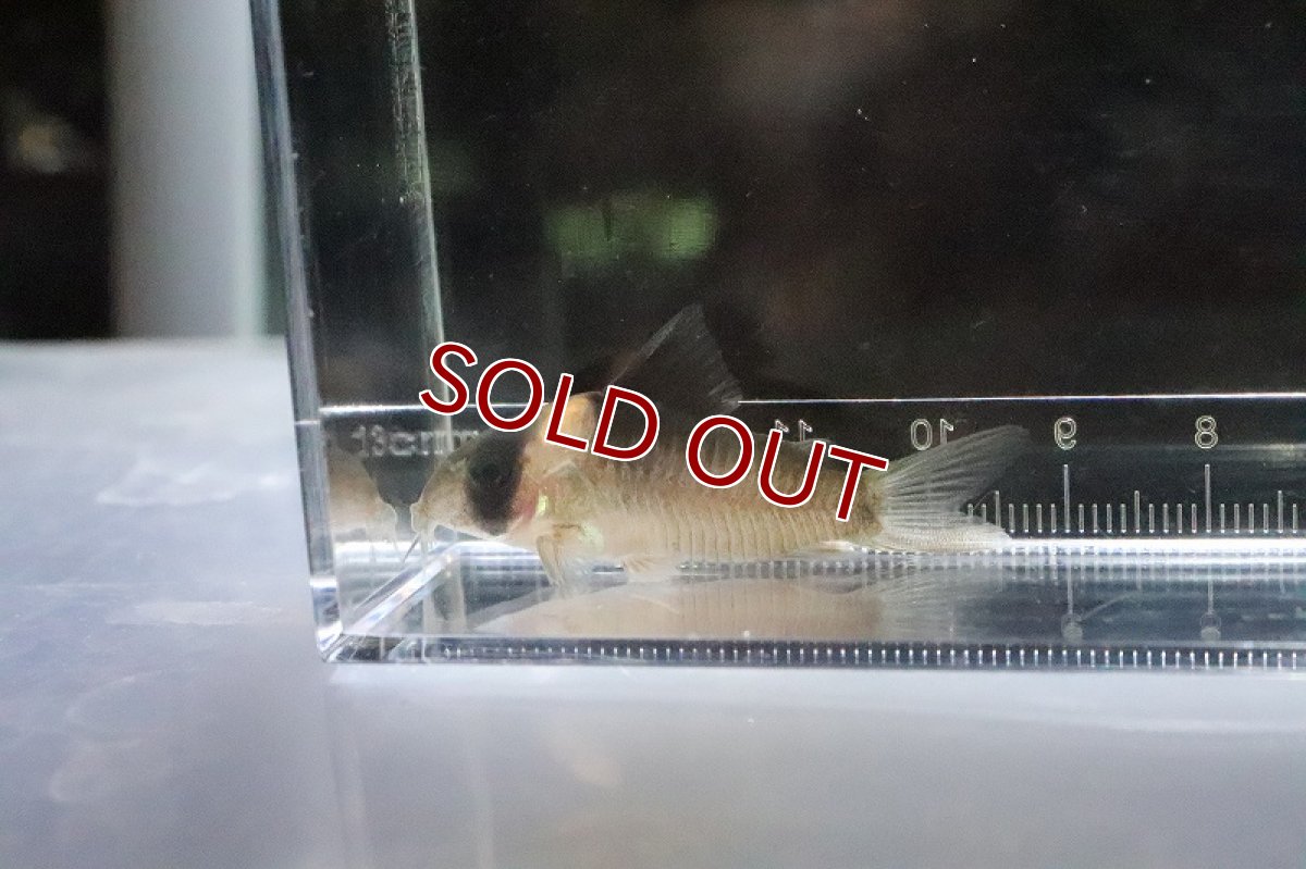 画像2: 【淡水魚】激安 コリドラス バーゲシー【１匹 サンプル画像】(±4cm)(コリドラス)(生体)(熱帯魚)NKCR (2)