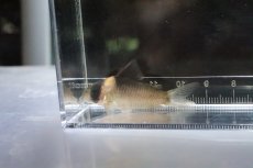 画像2: 【淡水魚】激安 コリドラス バーゲシー【１匹 サンプル画像】(±4cm)(コリドラス)(生体)(熱帯魚)NKCR (2)