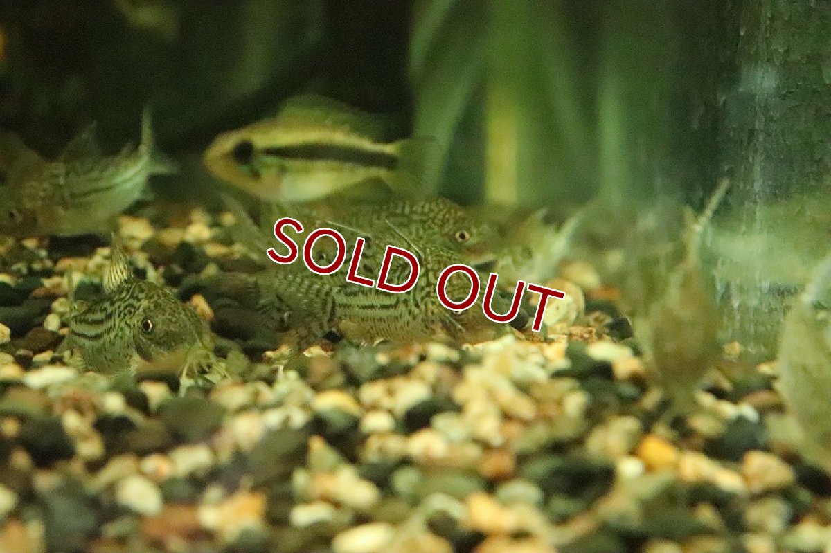 画像2: 【淡水魚】コリドラス ジャンクションソダリス コロンビア産 ワイルド【１匹 サンプル画像】(±4-5cm)(コリドラス)(生体)(熱帯魚)NKCR (2)