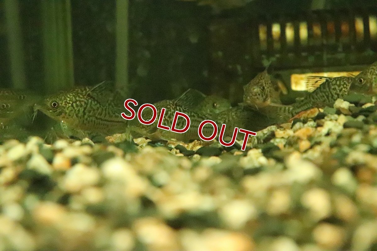 画像3: 【淡水魚】コリドラス ジャンクションソダリス コロンビア産 ワイルド【１匹 サンプル画像】(±4-5cm)(コリドラス)(生体)(熱帯魚)NKCR (3)
