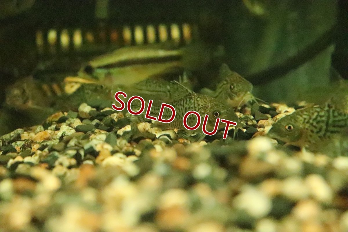 画像4: 【淡水魚】コリドラス ジャンクションソダリス コロンビア産 ワイルド【１匹 サンプル画像】(±4-5cm)(コリドラス)(生体)(熱帯魚)NKCR (4)