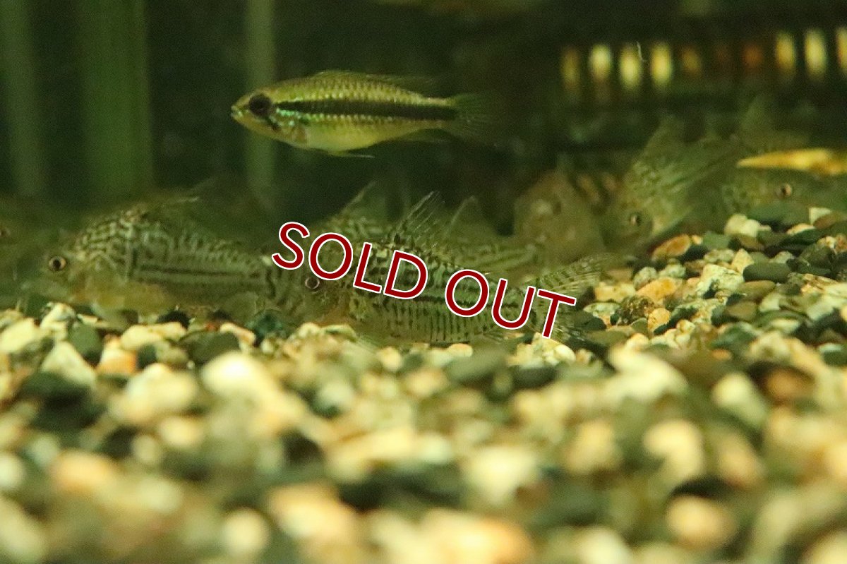 画像5: 【淡水魚】コリドラス ジャンクションソダリス コロンビア産 ワイルド【１匹 サンプル画像】(±4-5cm)(コリドラス)(生体)(熱帯魚)NKCR (5)