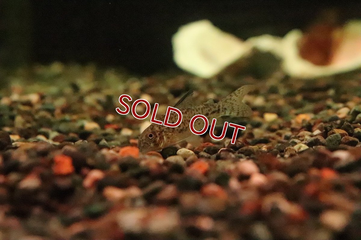 画像2: 【淡水魚】激レア コリドラス タクトゥーボンディ リオタクトゥー産 ワイルド【１匹 サンプル画像】(±4cm)(生体)(熱帯魚)NKCR (2)