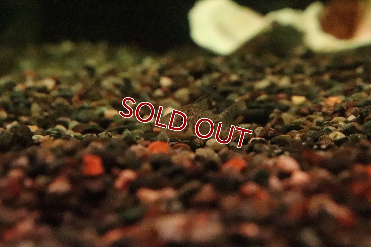 画像3: 【淡水魚】激レア コリドラス タクトゥーボンディ リオタクトゥー産 ワイルド【１匹 サンプル画像】(±4cm)(生体)(熱帯魚)NKCR (3)