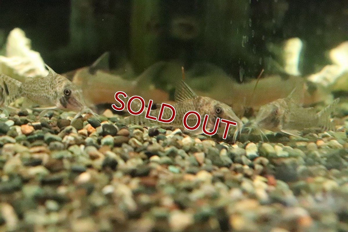 画像2: 【淡水魚】激レア リアル コリドラス ブロッキーリオタクトゥー産 ワイルド【１匹 サンプル画像】(±4-5cm)(生体)(熱帯魚)NKCR (2)