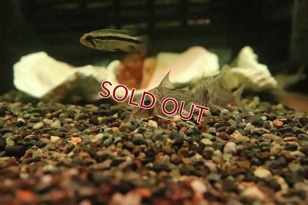 画像3: 【淡水魚】激レア リアル コリドラス ブロッキーリオタクトゥー産 ワイルド【１匹 サンプル画像】(±4-5cm)(生体)(熱帯魚)NKCR (3)