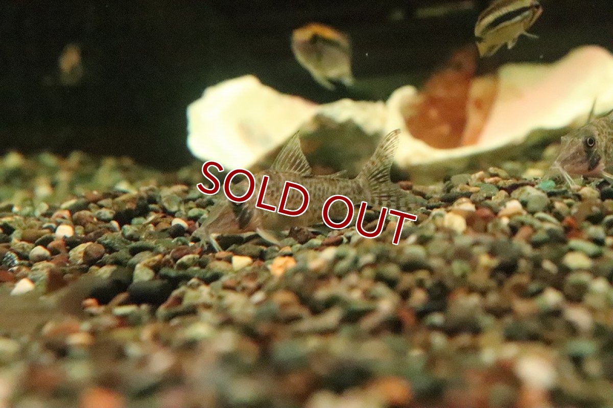 画像4: 【淡水魚】激レア リアル コリドラス ブロッキーリオタクトゥー産 ワイルド【１匹 サンプル画像】(±4-5cm)(生体)(熱帯魚)NKCR (4)