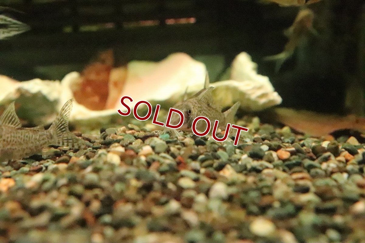 画像5: 【淡水魚】激レア リアル コリドラス ブロッキーリオタクトゥー産 ワイルド【１匹 サンプル画像】(±4-5cm)(生体)(熱帯魚)NKCR (5)