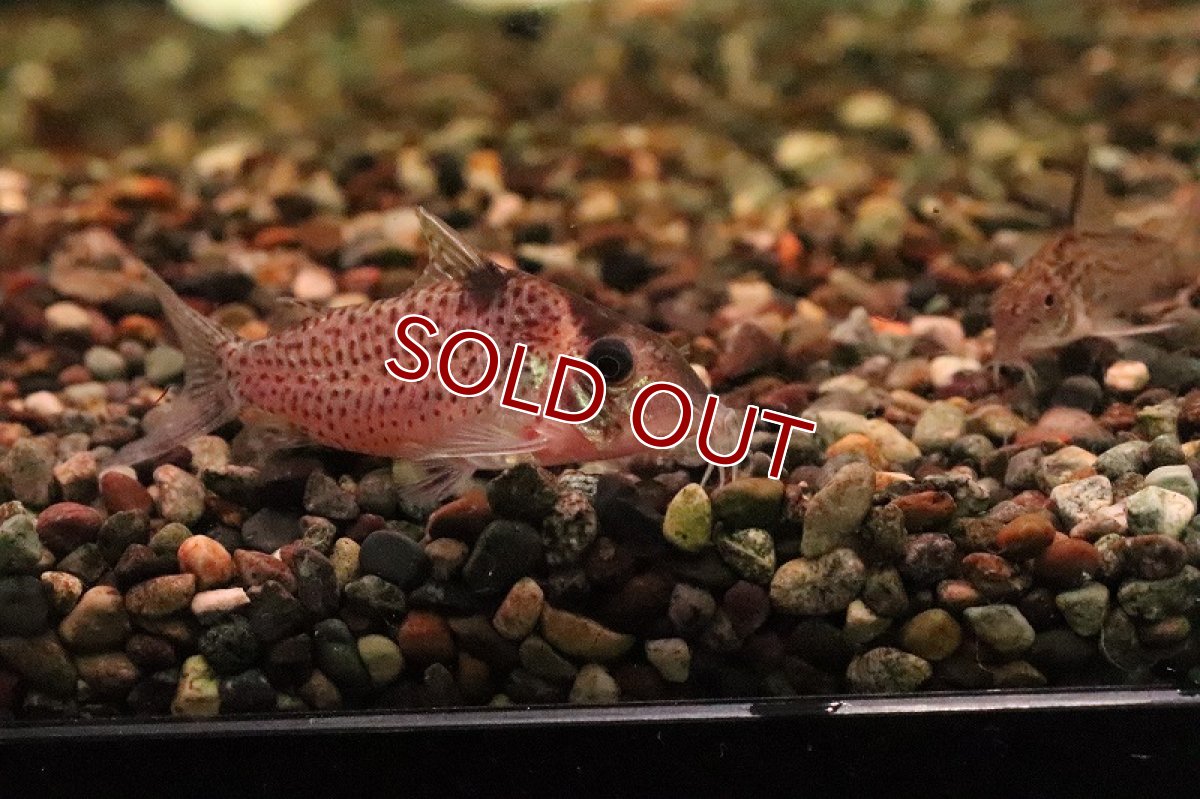 画像2: 【淡水魚】コリドラス スモールスポットクリムメニー リオタクトゥー産 ワイルド【１匹 サンプル画像】(±4-5cm)(生体)(熱帯魚)NKCR (2)