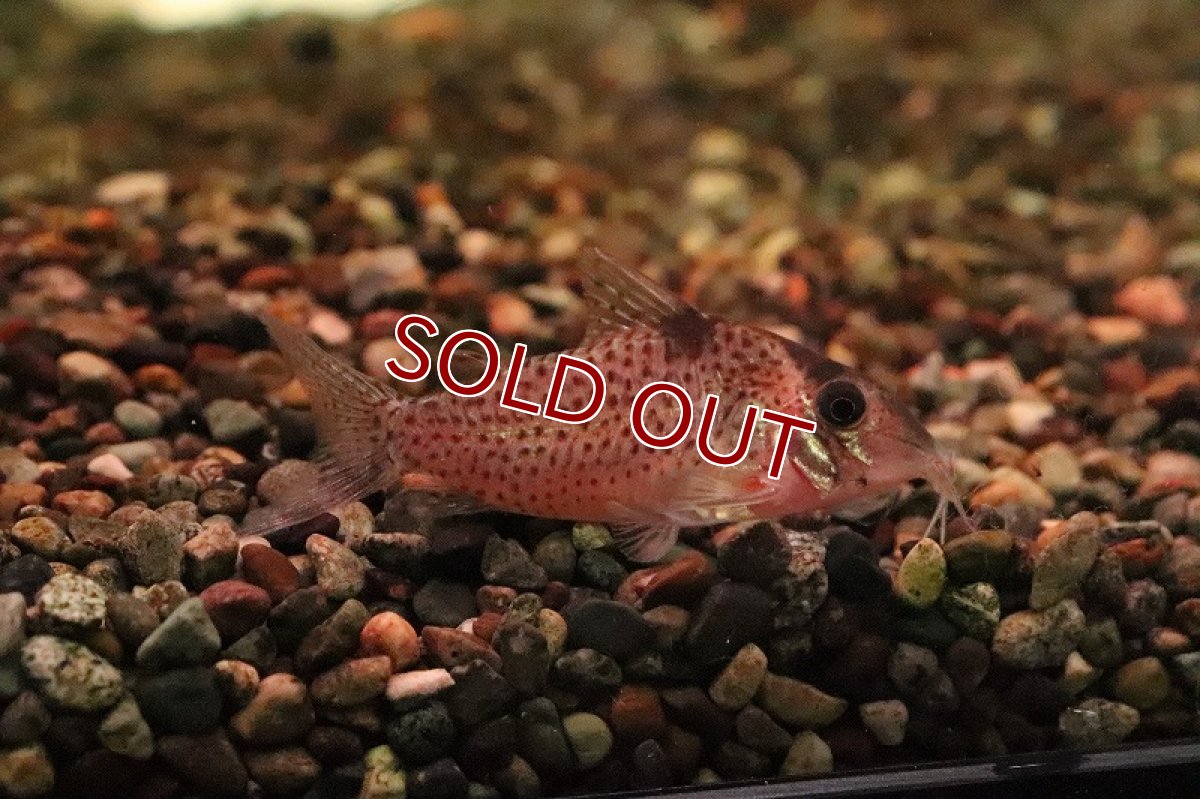 画像3: 【淡水魚】コリドラス スモールスポットクリムメニー リオタクトゥー産 ワイルド【１匹 サンプル画像】(±4-5cm)(生体)(熱帯魚)NKCR (3)