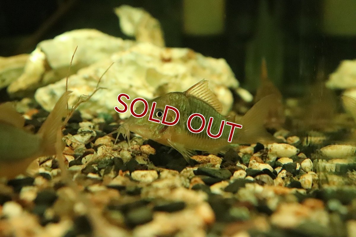 画像2: 【淡水魚】【通販】ブロキス スプレンデンス ペルー産 ワイルド【1匹 サンプル画像】(±4cm)(コリドラス)(生体)(熱帯魚)NKCR (2)