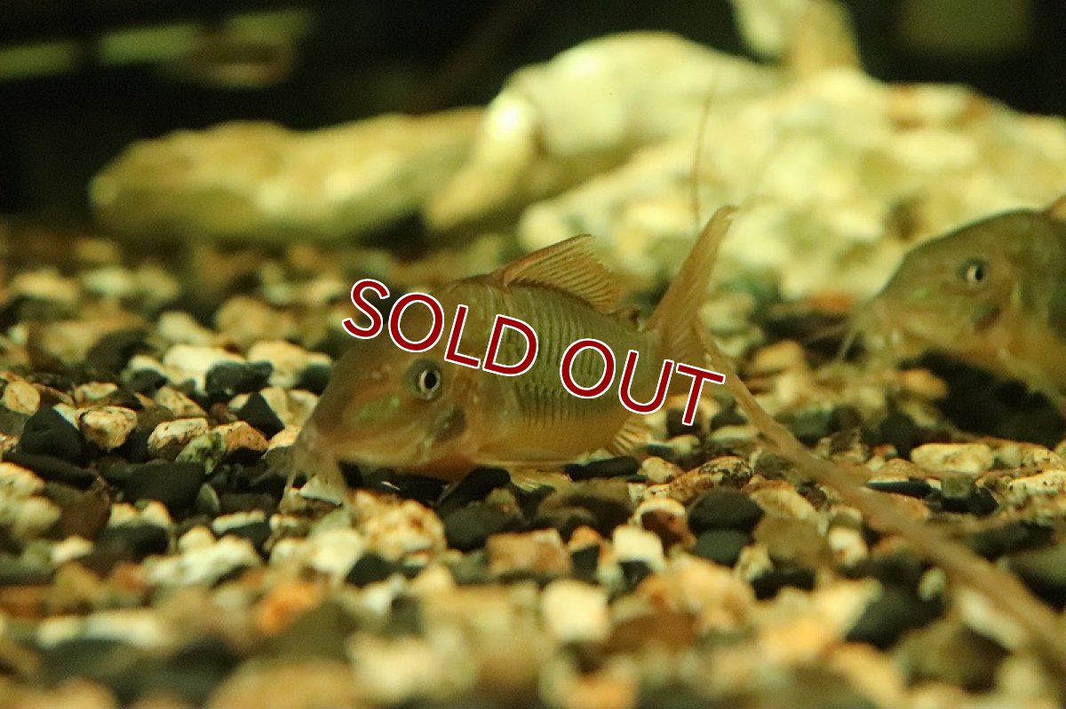 画像3: 【淡水魚】【通販】ブロキス スプレンデンス ペルー産 ワイルド【1匹 サンプル画像】(±4cm)(コリドラス)(生体)(熱帯魚)NKCR (3)