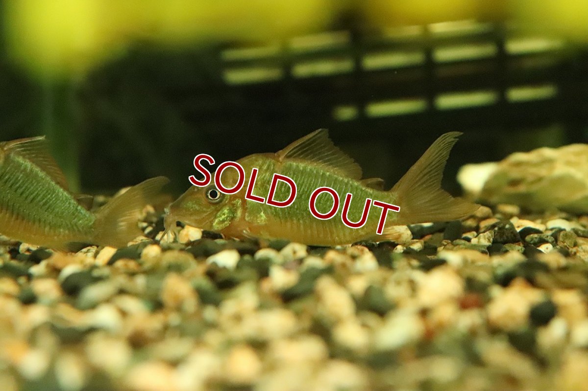 画像4: 【淡水魚】【通販】ブロキス スプレンデンス ペルー産 ワイルド【1匹 サンプル画像】(±4cm)(コリドラス)(生体)(熱帯魚)NKCR (4)