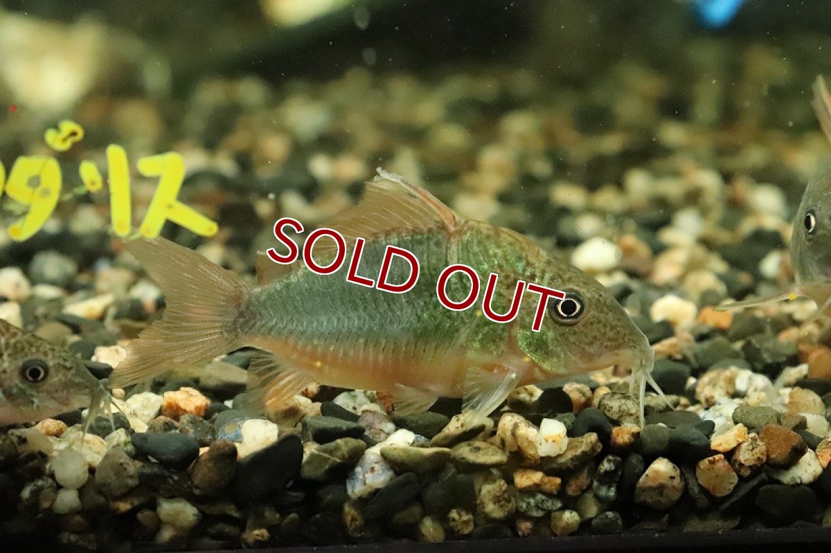 画像3: 【淡水魚】ブロキス スプレンデンス イアガラッペ イラ産 ワイルド【1匹 サンプル画像】(±5-6cm)(コリドラス)(生体)(熱帯魚)NKCR (3)