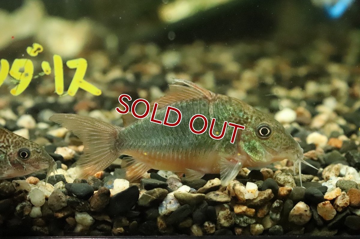画像4: 【淡水魚】ブロキス スプレンデンス イアガラッペ イラ産 ワイルド【1匹 サンプル画像】(±5-6cm)(コリドラス)(生体)(熱帯魚)NKCR (4)