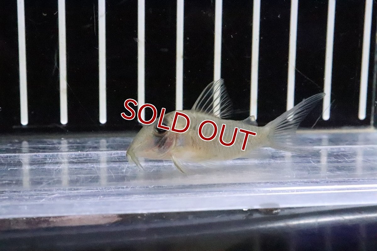 画像2: 【淡水魚】大特価 激レア コリドラス sp CW164 ワイルド【1匹 サンプル画像】(±4-5cm)(コリドラス)(生体)(熱帯魚)NKCR (2)