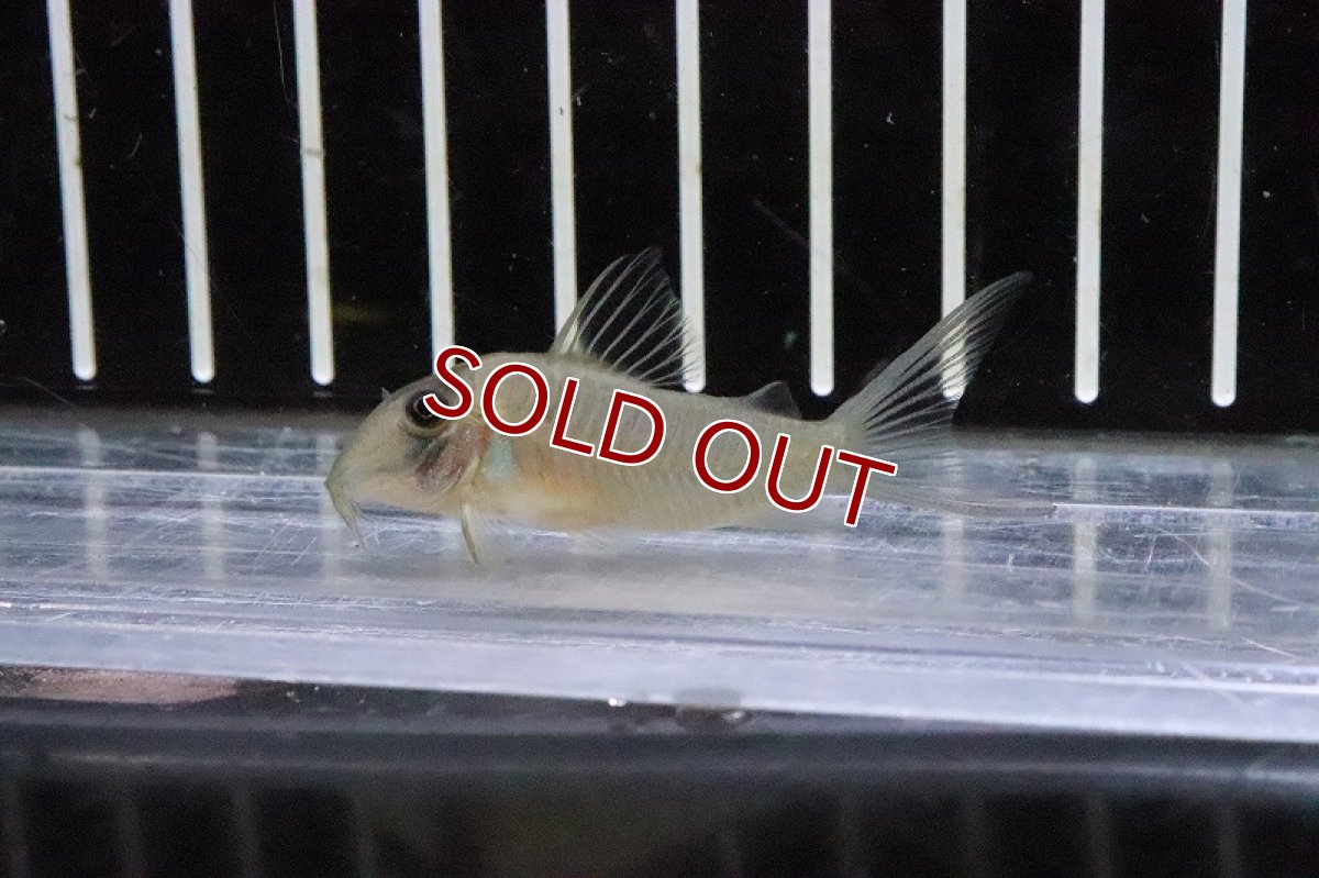 画像3: 【淡水魚】大特価 激レア コリドラス sp CW164 ワイルド【1匹 サンプル画像】(±4-5cm)(コリドラス)(生体)(熱帯魚)NKCR (3)