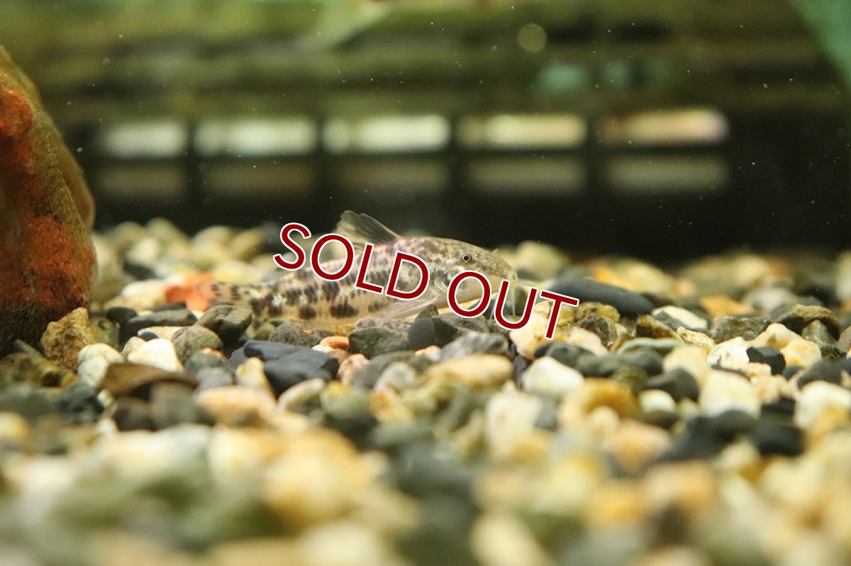 画像2: 【淡水魚】レア種 アスピドラス sp ブルーフェイス ワイルド【1匹 サンプル画像】(±4cm)(コリドラス)(生体)(熱帯魚)NKCR (2)