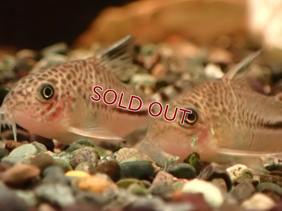 画像2: 【淡水魚】コリドラス ムスス ワイルド【1匹 サンプル画像】(±4cm)(コリドラス)(生体)(熱帯魚)NKCR (2)