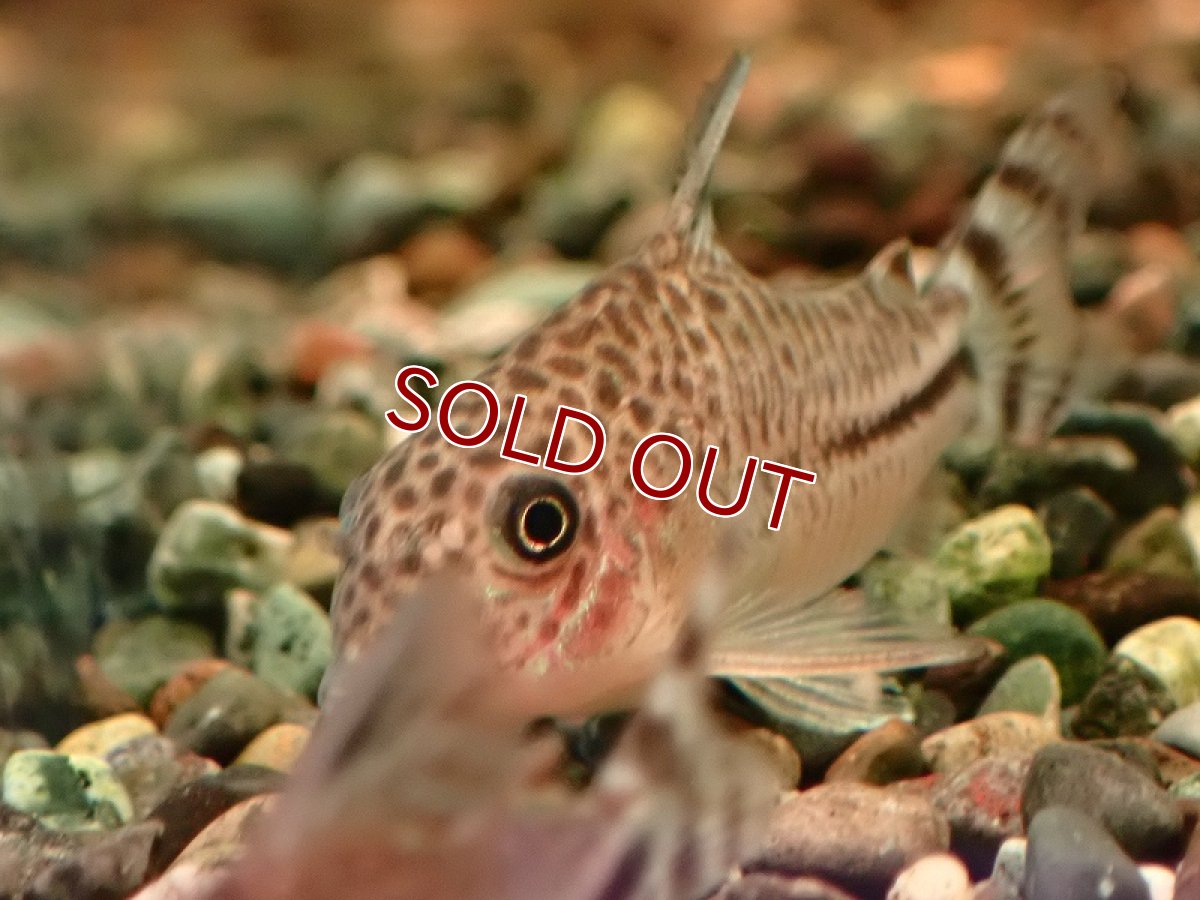 画像3: 【淡水魚】コリドラス ムスス ワイルド【1匹 サンプル画像】(±4cm)(コリドラス)(生体)(熱帯魚)NKCR (3)