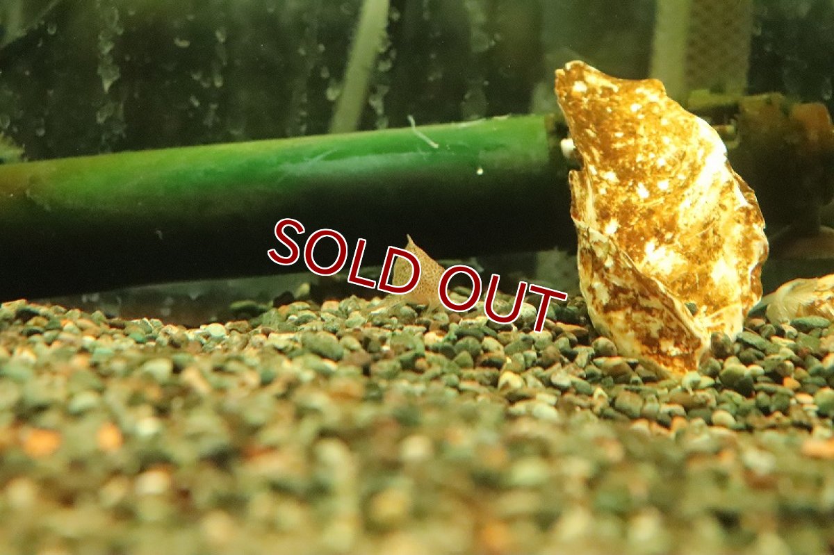 画像2: 【淡水魚】レア種 コリドラス ガーベイ ワイルド【1匹 サンプル画像】(±4cm)(コリドラス)(生体)(熱帯魚)NKCR (2)