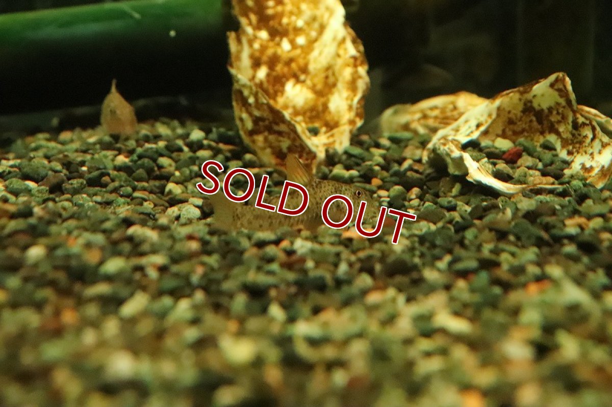 画像3: 【淡水魚】レア種 コリドラス ガーベイ ワイルド【1匹 サンプル画像】(±4cm)(コリドラス)(生体)(熱帯魚)NKCR (3)