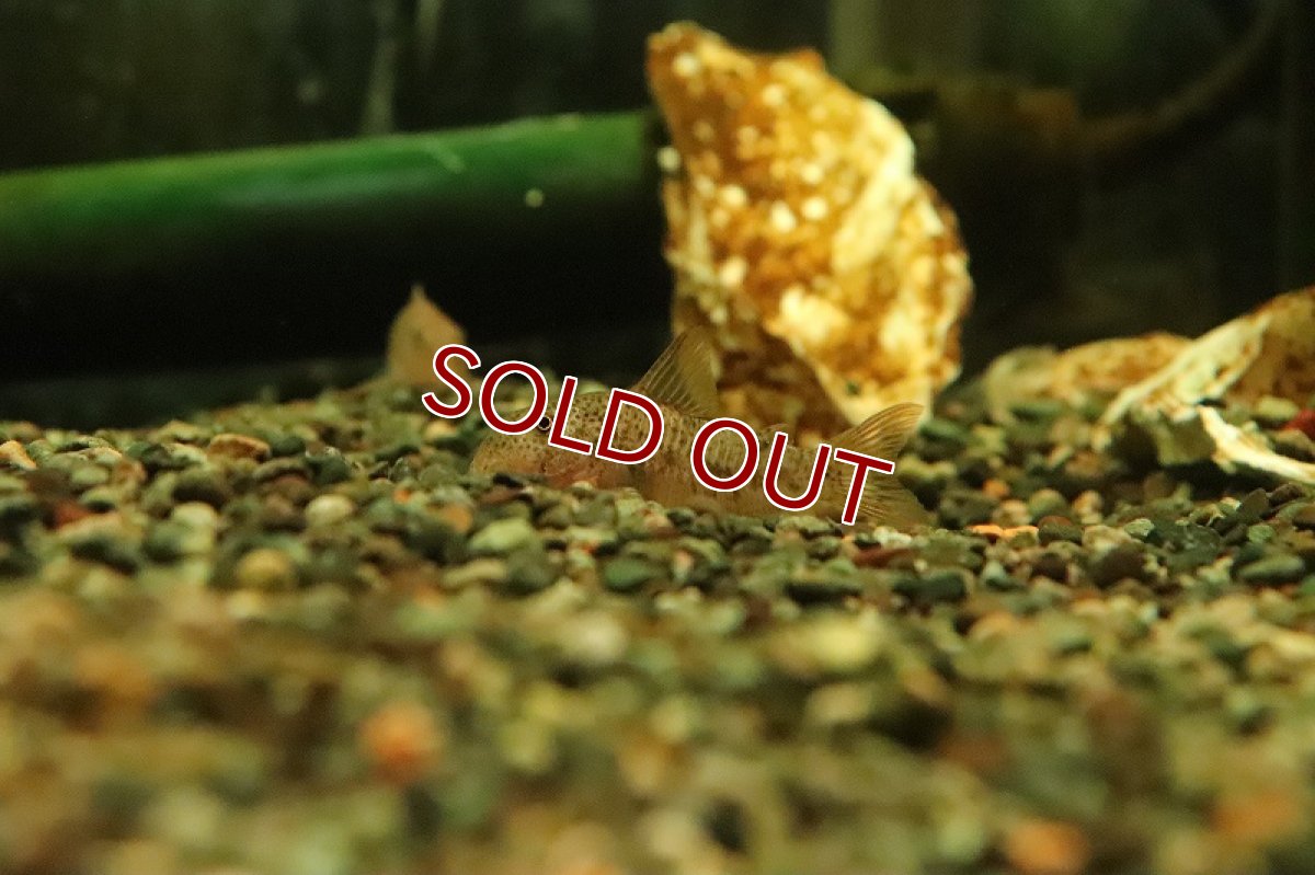 画像4: 【淡水魚】レア種 コリドラス ガーベイ ワイルド【1匹 サンプル画像】(±4cm)(コリドラス)(生体)(熱帯魚)NKCR (4)