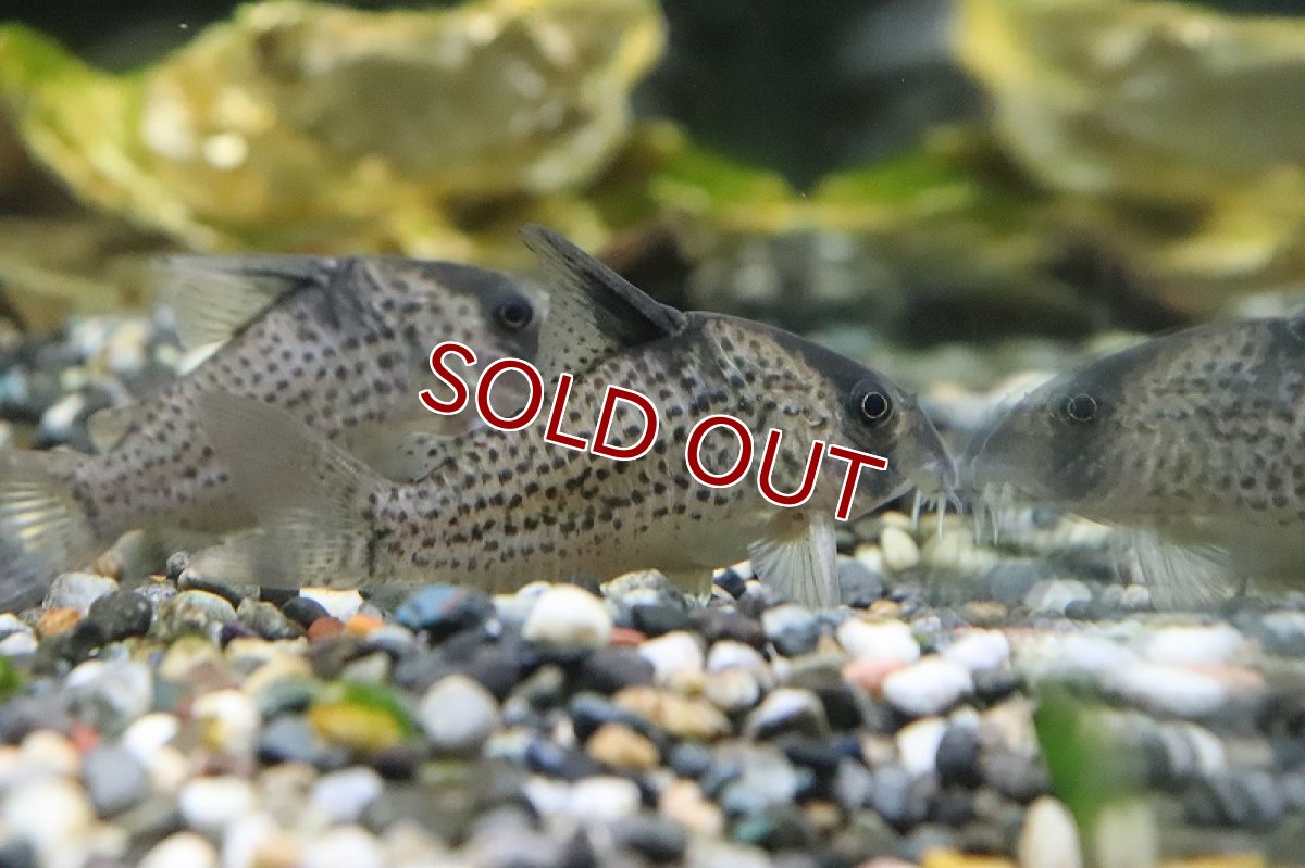 画像2: 【淡水魚】レア種 ショートノーズ コリドラス sp ジャカレアカンガ ワイルド【1匹 サンプル画像】(±6cm)(生体)(熱帯魚)NKCR (2)