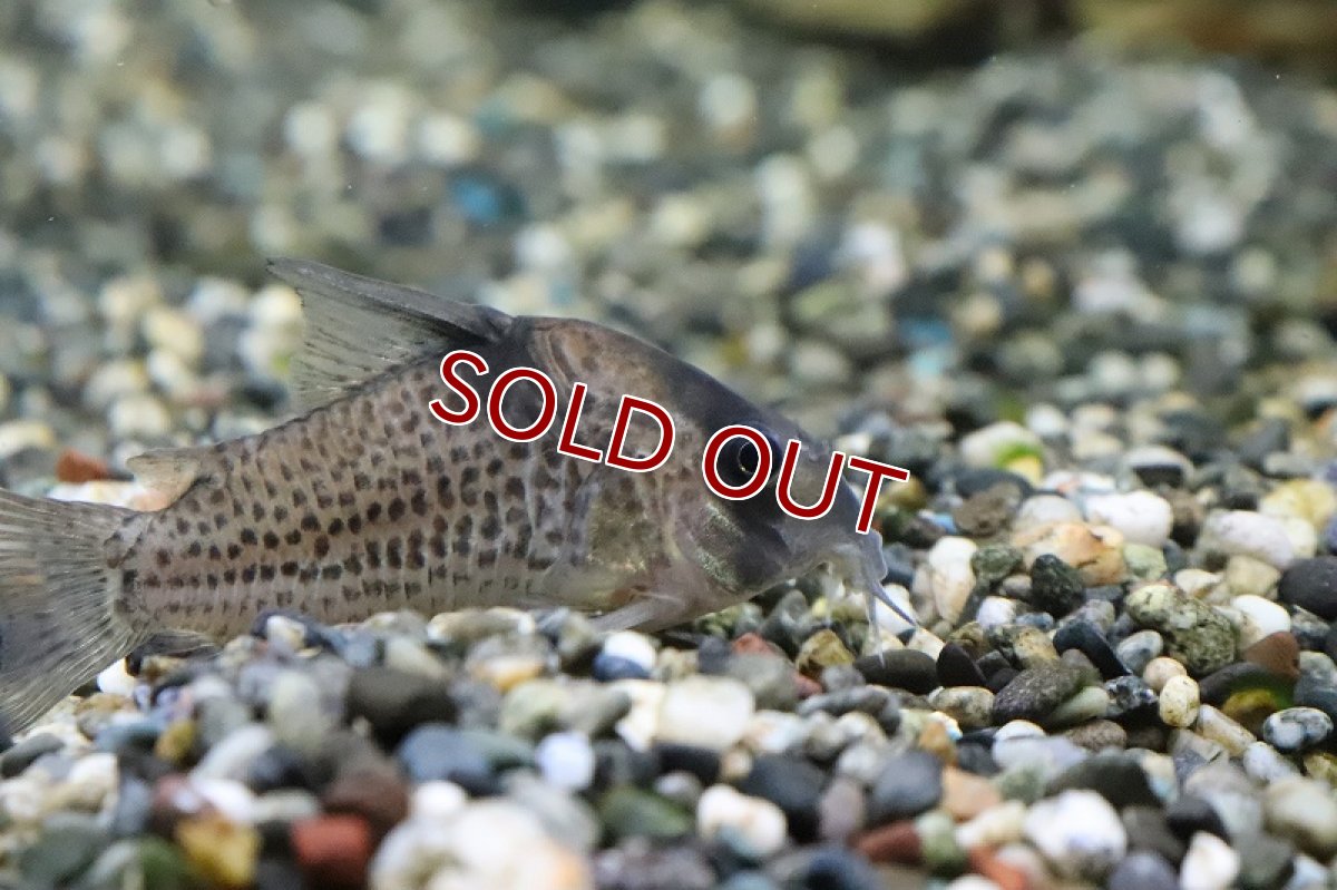 画像3: 【淡水魚】レア種 ショートノーズ コリドラス sp ジャカレアカンガ ワイルド【1匹 サンプル画像】(±6cm)(生体)(熱帯魚)NKCR (3)