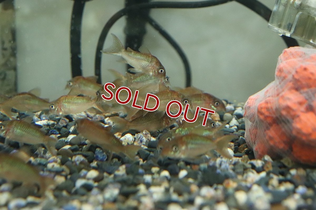 画像3: 【ウィンターセール 10％OFF対象商品】【淡水魚】【通販】激安 コリドラス パンタナルエンシス ブリード【1匹 サンプル画像】(±3-3.5cm)(コリドラス)(生体)(熱帯魚)NKCR (3)