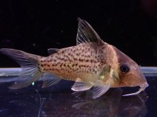 画像1: 【淡水魚】レア種 コリドラス セミロングーズ サビー ワイルド【1匹 サンプル画像】(±5-5.5cm)(コリドラス)(生体)(熱帯魚)NKCR (1)