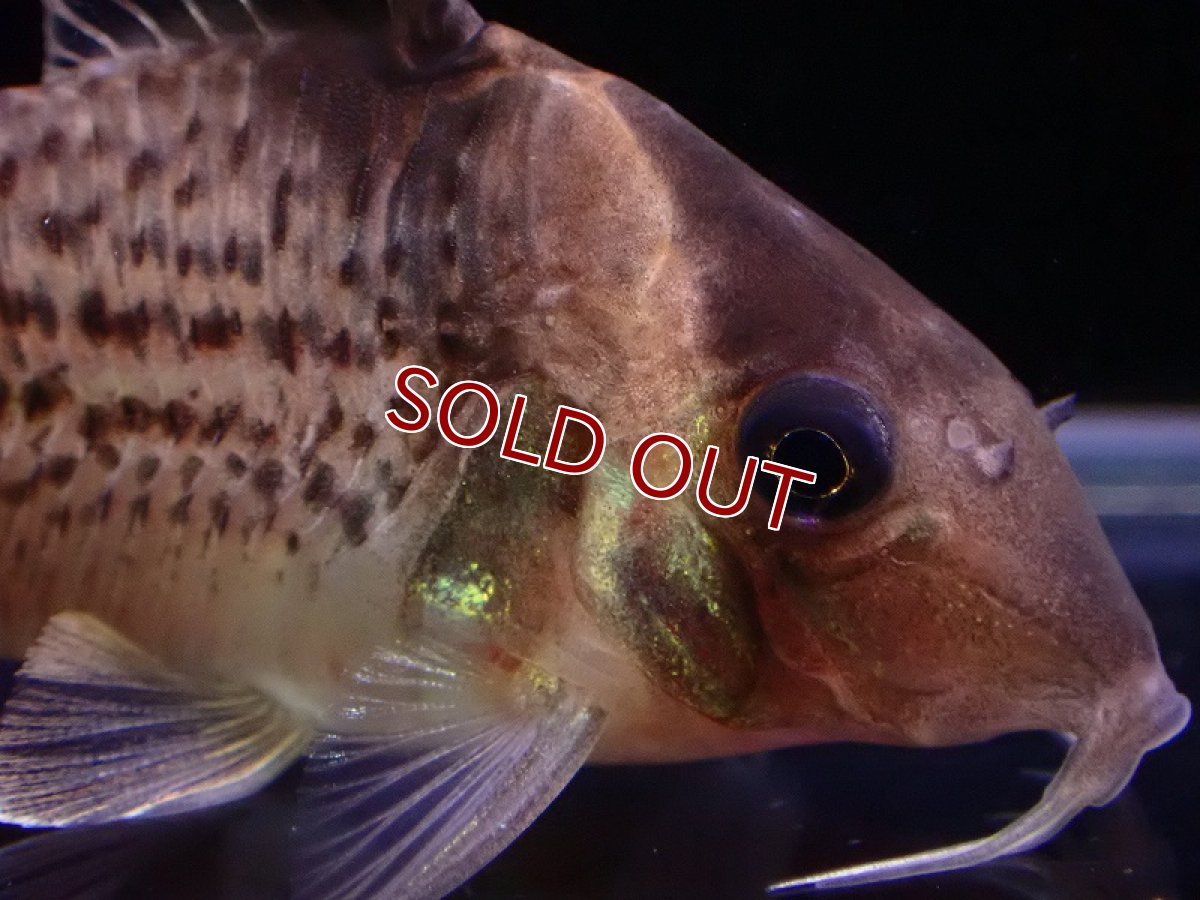 画像2: 【淡水魚】レア種 コリドラス セミロングーズ サビー ワイルド【1匹 サンプル画像】(±5-5.5cm)(コリドラス)(生体)(熱帯魚)NKCR (2)