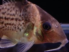 画像2: 【淡水魚】レア種 コリドラス セミロングーズ サビー ワイルド【1匹 サンプル画像】(±5-5.5cm)(コリドラス)(生体)(熱帯魚)NKCR (2)