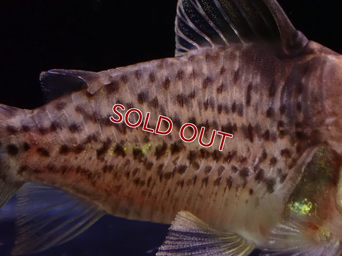 画像3: 【淡水魚】レア種 コリドラス セミロングーズ サビー ワイルド【1匹 サンプル画像】(±5-5.5cm)(コリドラス)(生体)(熱帯魚)NKCR (3)