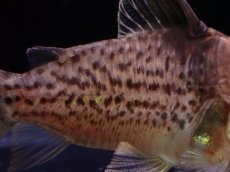 画像3: 【淡水魚】レア種 コリドラス セミロングーズ サビー ワイルド【1匹 サンプル画像】(±5-5.5cm)(コリドラス)(生体)(熱帯魚)NKCR (3)