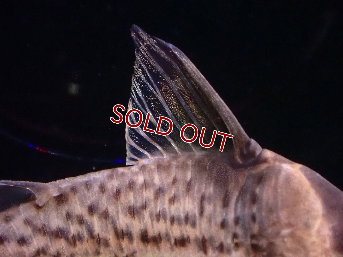 画像4: 【淡水魚】レア種 コリドラス セミロングーズ サビー ワイルド【1匹 サンプル画像】(±5-5.5cm)(コリドラス)(生体)(熱帯魚)NKCR (4)