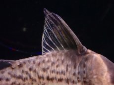 画像4: 【淡水魚】レア種 コリドラス セミロングーズ サビー ワイルド【1匹 サンプル画像】(±5-5.5cm)(コリドラス)(生体)(熱帯魚)NKCR (4)